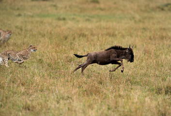 Naklejka na ściany i meble Maialka cheeta and cubs hunting wildebeest, Masai Mara