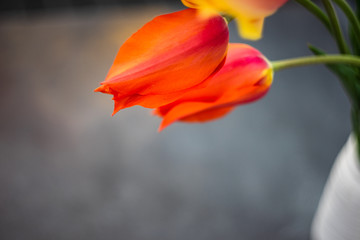 Tulip flowers on concrete background with copy space
