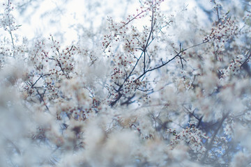 early morning dawn cherry blossoms. Spring  the awakening of nature. Gentle tones pastel blue. March April May. Fresh branches of flowers. Gardens are parks. Tenderness innocence. Postcard background
