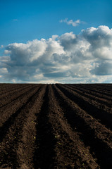 A freshly plowed soil field for a potato under a blue sky with clouds