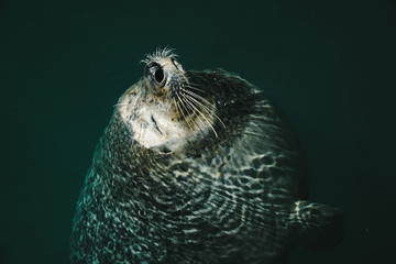 Seal swimming in the sea
