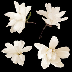 White magnolia flowers isolated on black background.