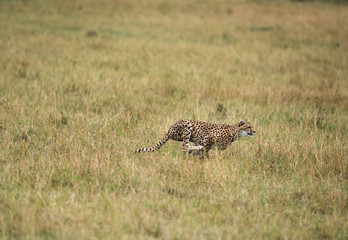 Malaika cheeta running after a wildebeest, Masai Mara