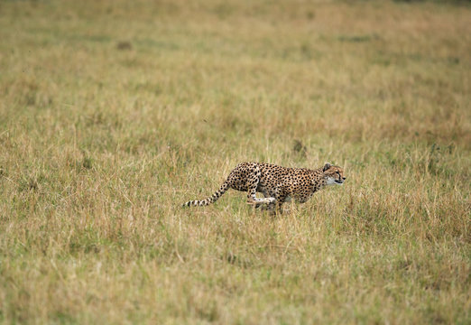 Malaika Cheeta Running After A Wildebeest, Masai Mara