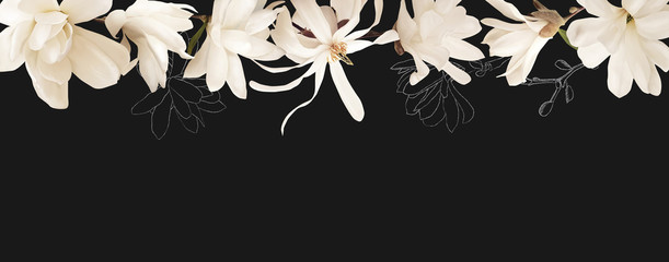 Floral banner, header with copy space. White magnolia isolated on dark grey background. Natural...