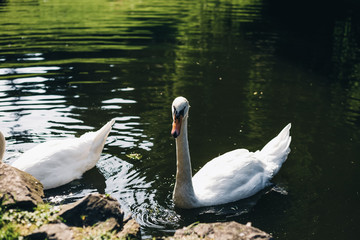 Two white swans on the lake