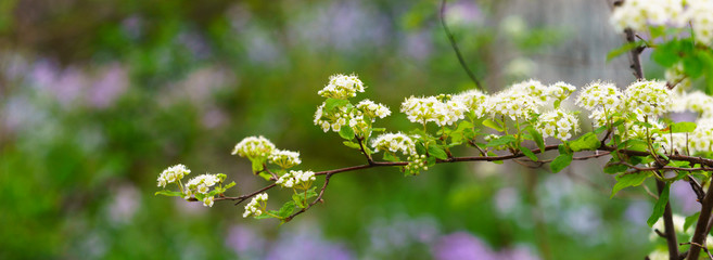 white flowers in the spring. panoramic view of bridal wreath tree on colorful bokeh background. spring flower background	