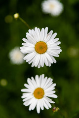white daisy in the garden, England, Europe