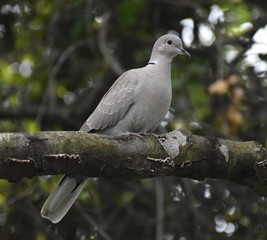 An invasive Eurasian collared dove (Streptopelia decaocto) on tree limb in coastal northern California.