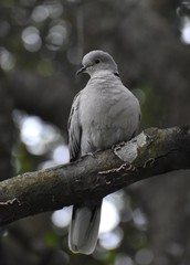 An invasive Eurasian collared dove (Streptopelia decaocto) on tree limb in coastal northern California.