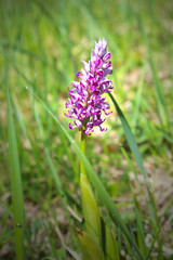 Military orchid (Orchis militaris) native to Europe (Kaiserstuhl Hills, South Germany)