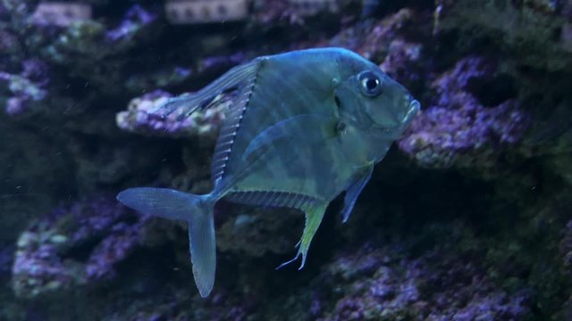 silver Moonfish, Lookdowns Selene vomer swimming in blue water