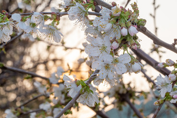 Blooming white cherry close up flower