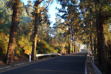 Road through a pine forest