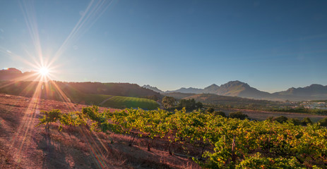 Red wine leaves at South Africa landscape during sunset phase