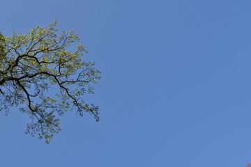 tree branches against blue sky