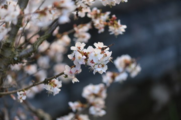 Blütenpracht einer Japanischen Zierkirsche im Frühling