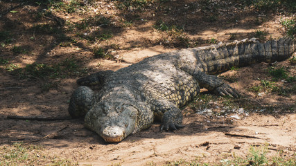 crocodile in the swamp