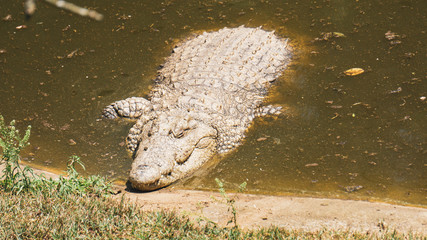 close up of a big crocodile