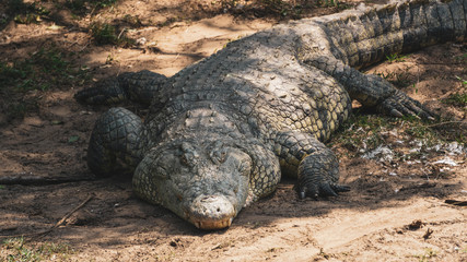 close up of a big crocodile