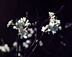 cherry blossoms on a black background, flowering tree