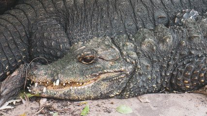 close up of an alligator