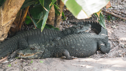 alligator in the everglades