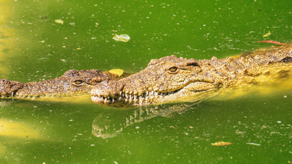 alligator in the swamp