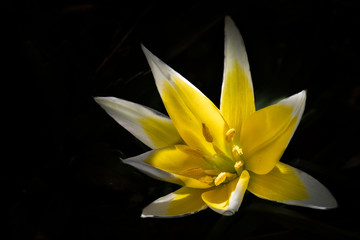 żółty piękny kwiat wiosenny na ciemnym tle - obrazy, fototapety, plakaty