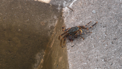 crab on the rock