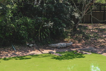 alligator in the everglades