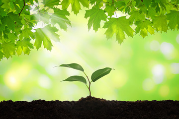 New life concept - fresh green leaves of clone over new seedling plant in a brown soil on a sunny day