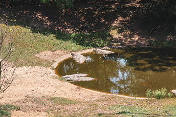 Fototapeta na wymiar alligator in the everglades