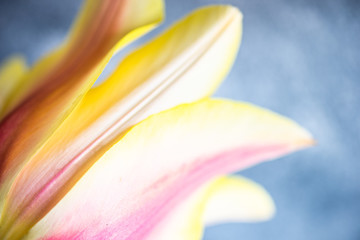 Fototapeta na wymiar Tulip flowers on concrete background with copy space