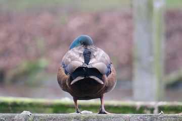 Ente von hinten