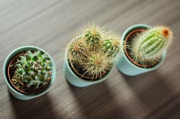 Collection of photographs of small cacti in micro pots.