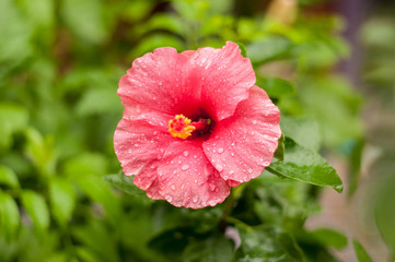 red poppy flower