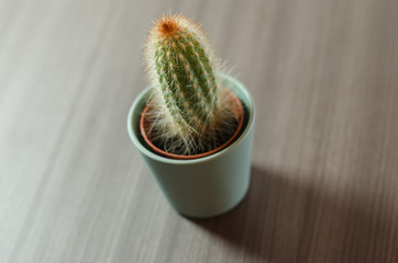 Collection of photographs of small cacti in micro pots.