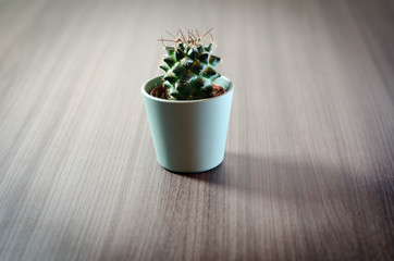 Collection of photographs of small cacti in micro pots.