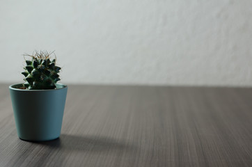 Collection of photographs of small cacti in micro pots.