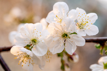 Blooming white cherry close up flower