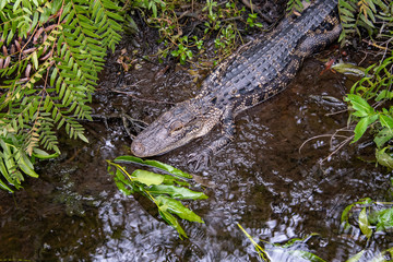Juvenile American Alligators in Marsh Lake under boardwalk in park located on the east coast of Florida.