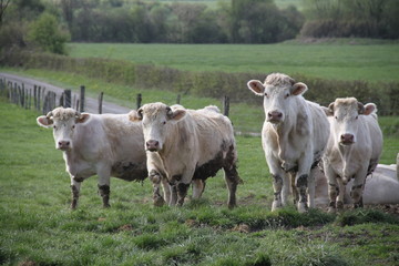 Fototapeta premium Blonde d'aquitaine domestic beef cattle herd
