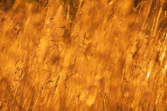 Abstract Summer Field With No Focal Point