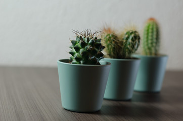 Collection of photographs of small cacti in micro pots.