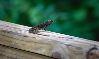 Anole Lizard sitting on wood fence at park in Bradenton Florida.