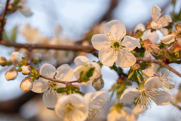 Blooming white cherry close up flower