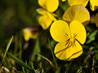 yellow flowers, pansies in green grass