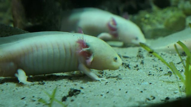 Mexican ambystoma axolotl Mexican salamander at the bottom of the river