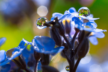 forget-me-nots